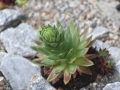 DSC5_10891
