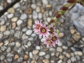 DSC5_10893