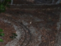 DSC5_06312