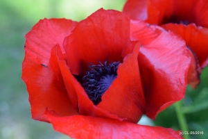 Mohn 2016