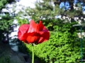 DSC5_04213
