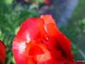 DSC5_04221