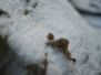 Schnee 2016-01-05