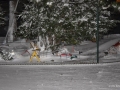 DSC5_01523