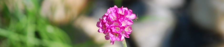 Christian´s Gartenbahn